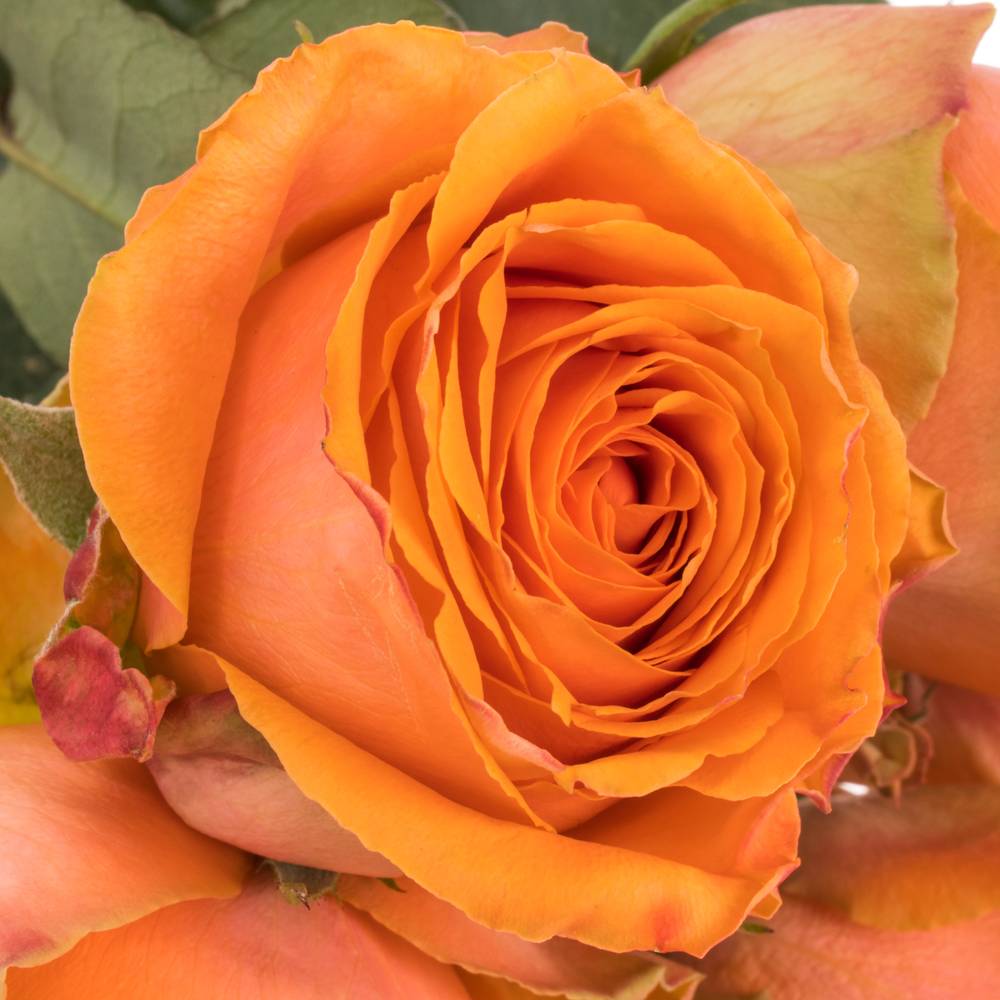 Rose orange Tropical Horizon 60cm