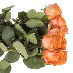 Rose orange Tropical Horizon 60cm