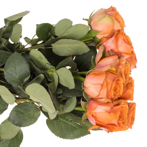 Rose orange Tropical Horizon 60cm