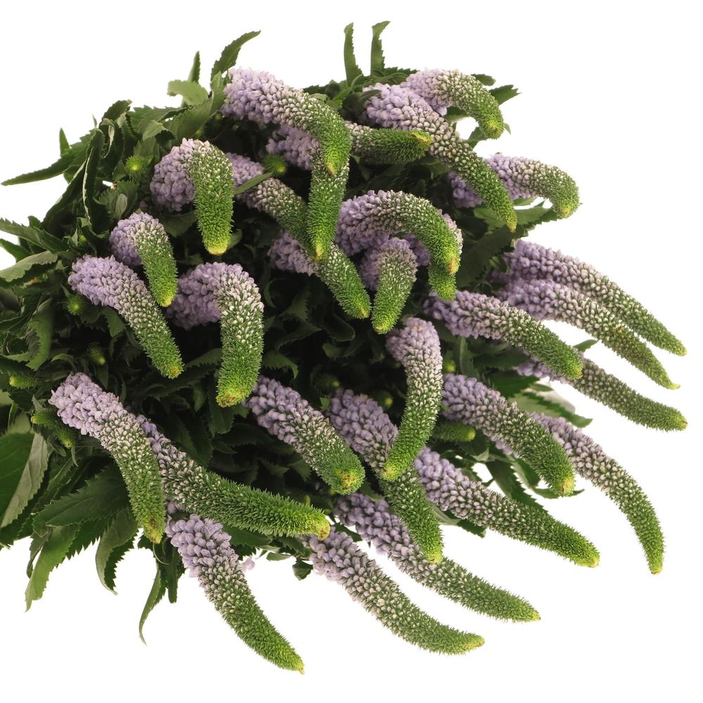 Veronica milka Smart June 50cm