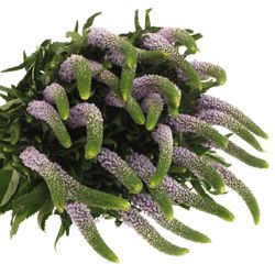 Veronica milka Smart June 50cm