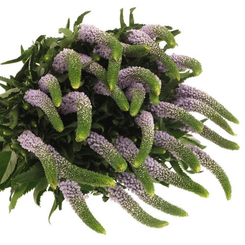 Veronica milka Smart June 50cm