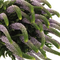 Veronica milka Smart June 50cm
