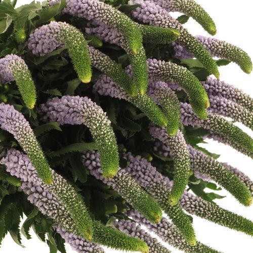 Veronica milka Smart June 50cm