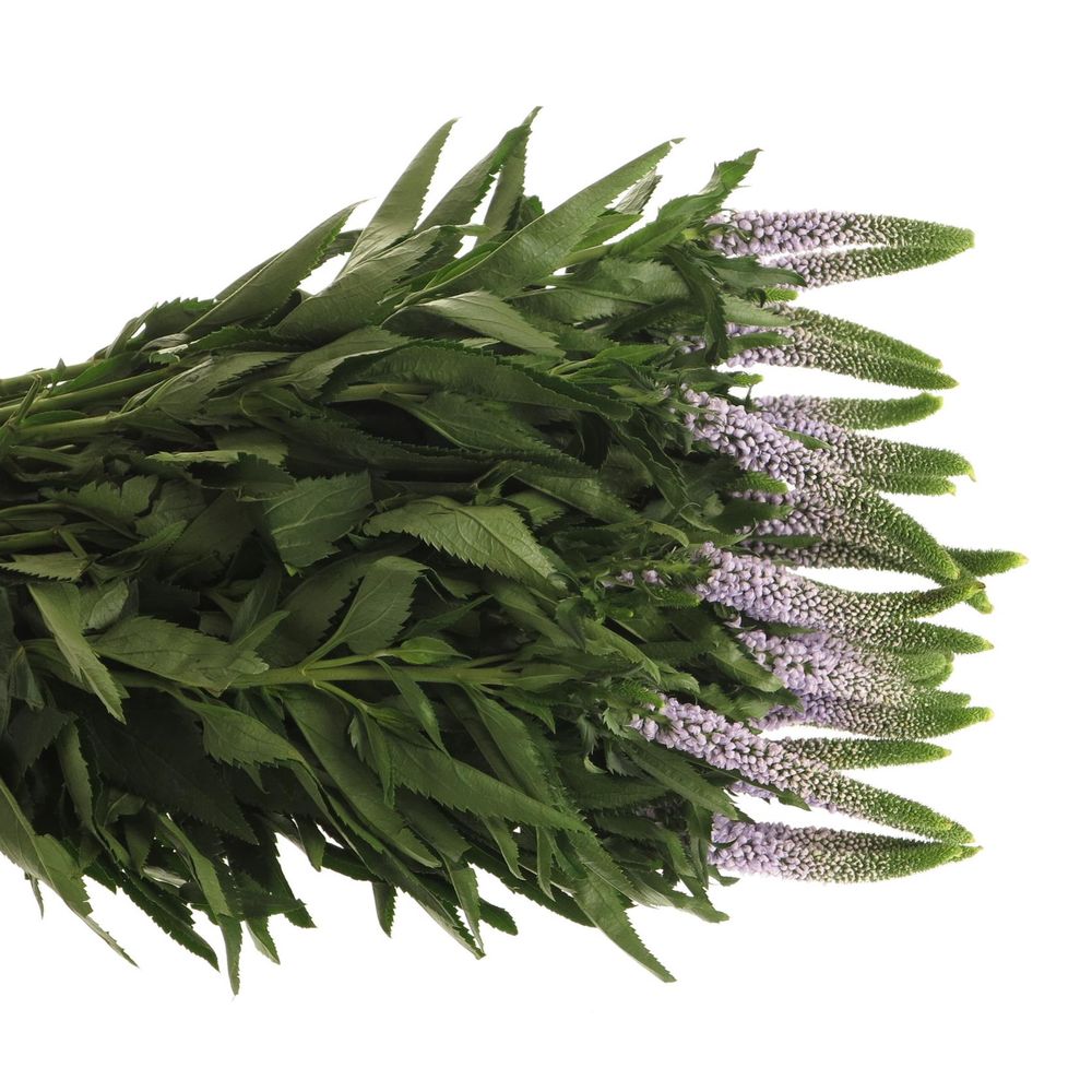 Veronica milka Smart June 50cm
