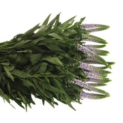 Veronica milka Smart June 50cm