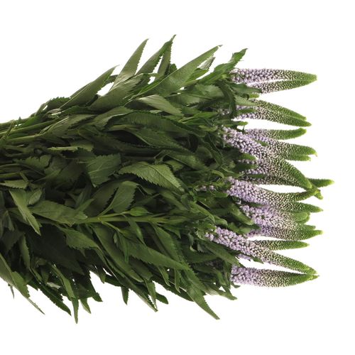 Veronica milka Smart June 50cm