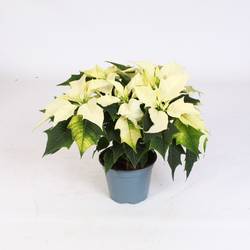 Poinsettia weiss 5+ T12 H035