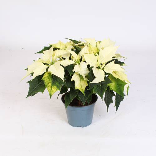 Poinsettia weiss 5+ T12 H035
