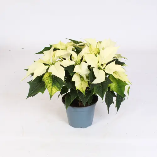 Poinsettia weiss 5+ T12 H035