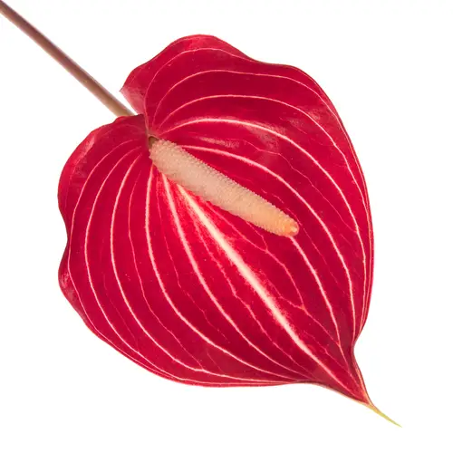 Anthurium rot Safari Blüte 9cm