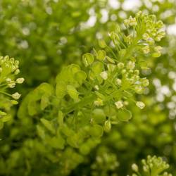Thlaspi grün Green Bell 50 Gramm 60cm