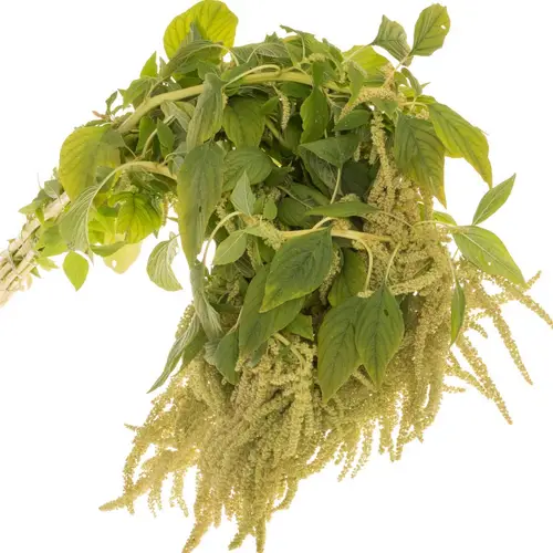 Amaranthus hang hell grün Green Cord 65cm