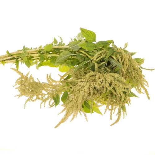Amaranthus hang hell grün Green Cord 65cm