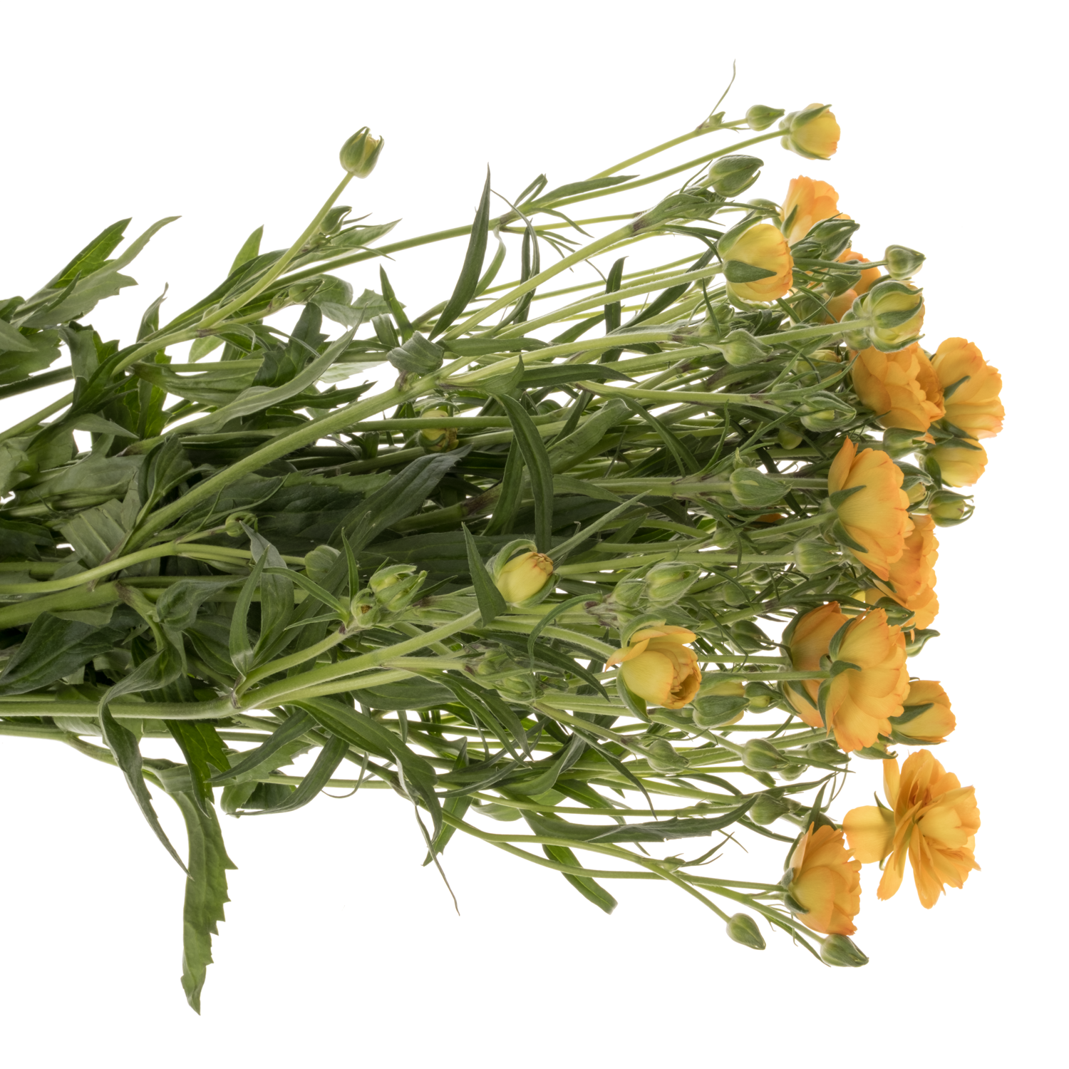 Ranunkel gelb Butterfly Minerva 70 Gramm 70cm