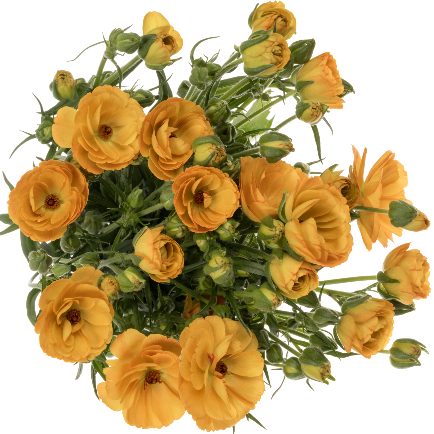 Ranunkel gelb Butterfly Minerva 70 Gramm 70cm