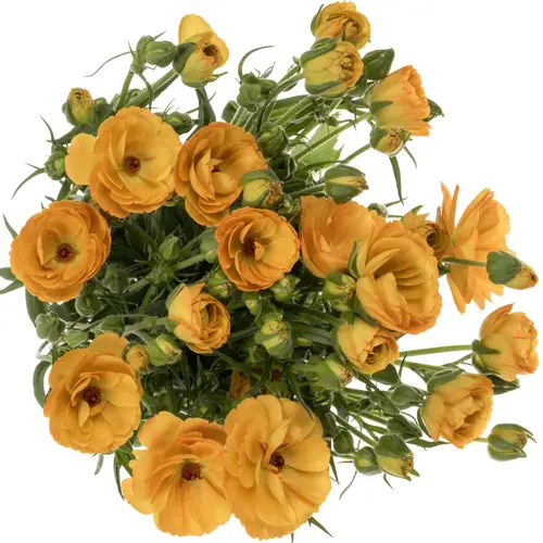 Ranunkel gelb Butterfly Minerva 70 Gramm 70cm