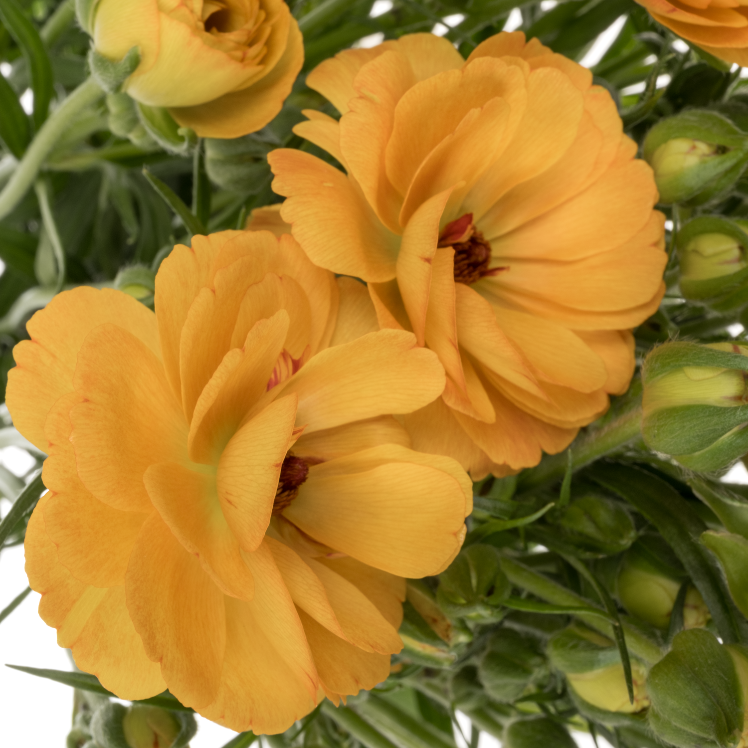 Ranunkel gelb Butterfly Minerva 70 Gramm 70cm