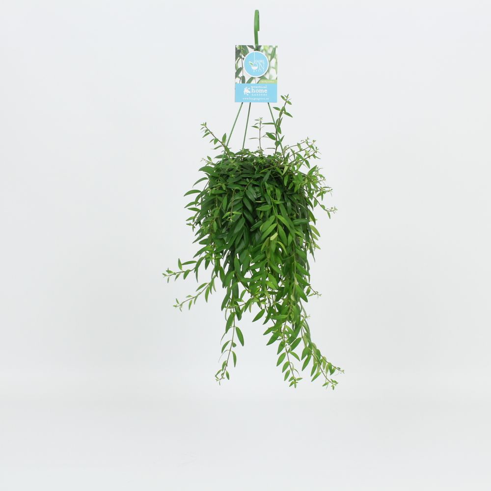 Aeschynanthus Japhrolepis Ampel T14