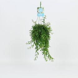 Aeschynanthus Japhrolepis Ampel T14