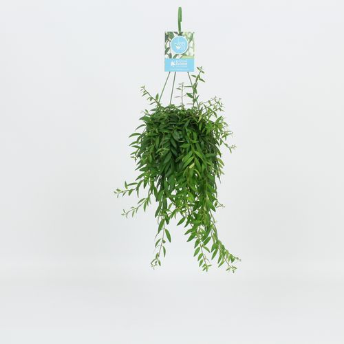 Aeschynanthus Japhrolepis Ampel T14