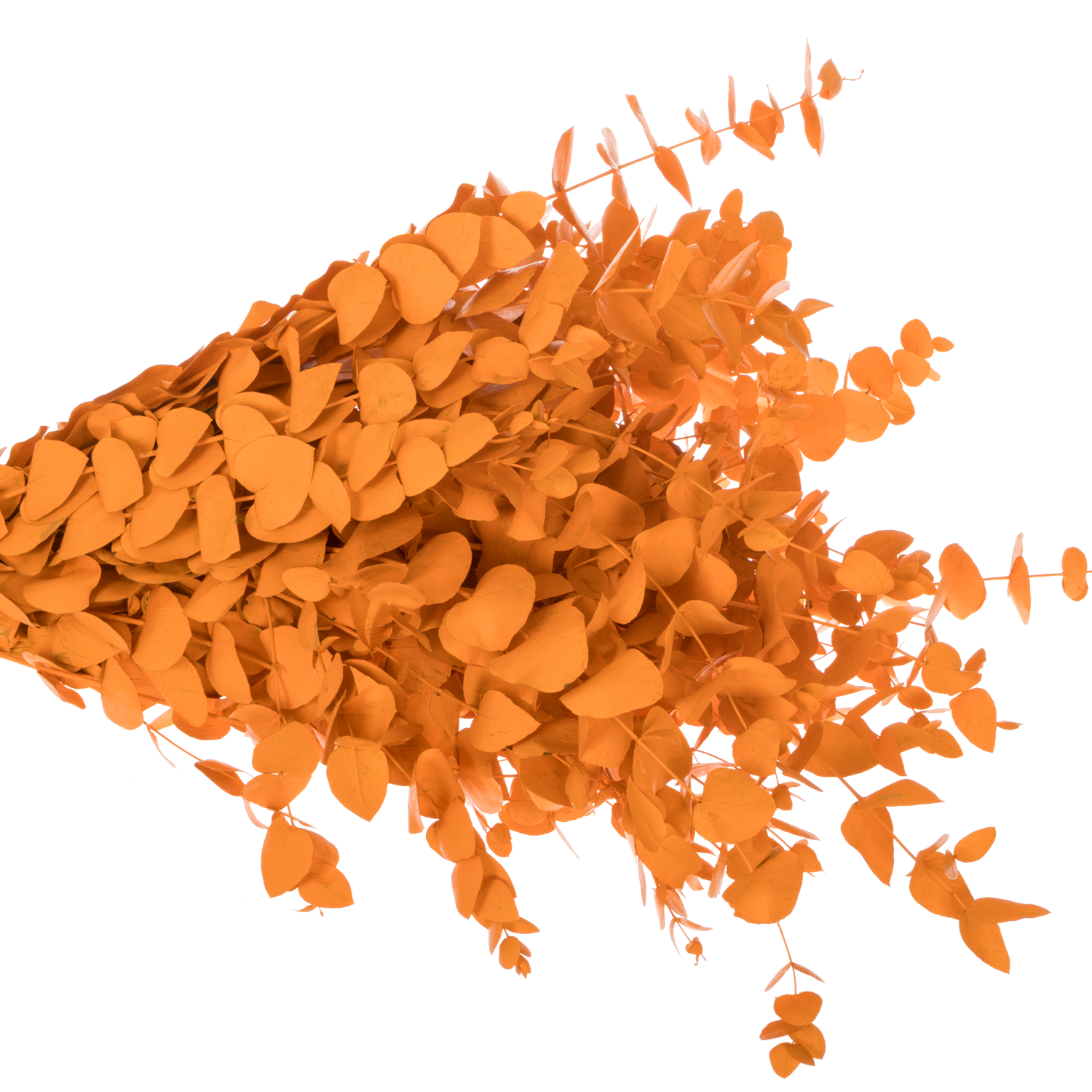 Populus orange gefärbt Cinerea 200 Gramm 65cm