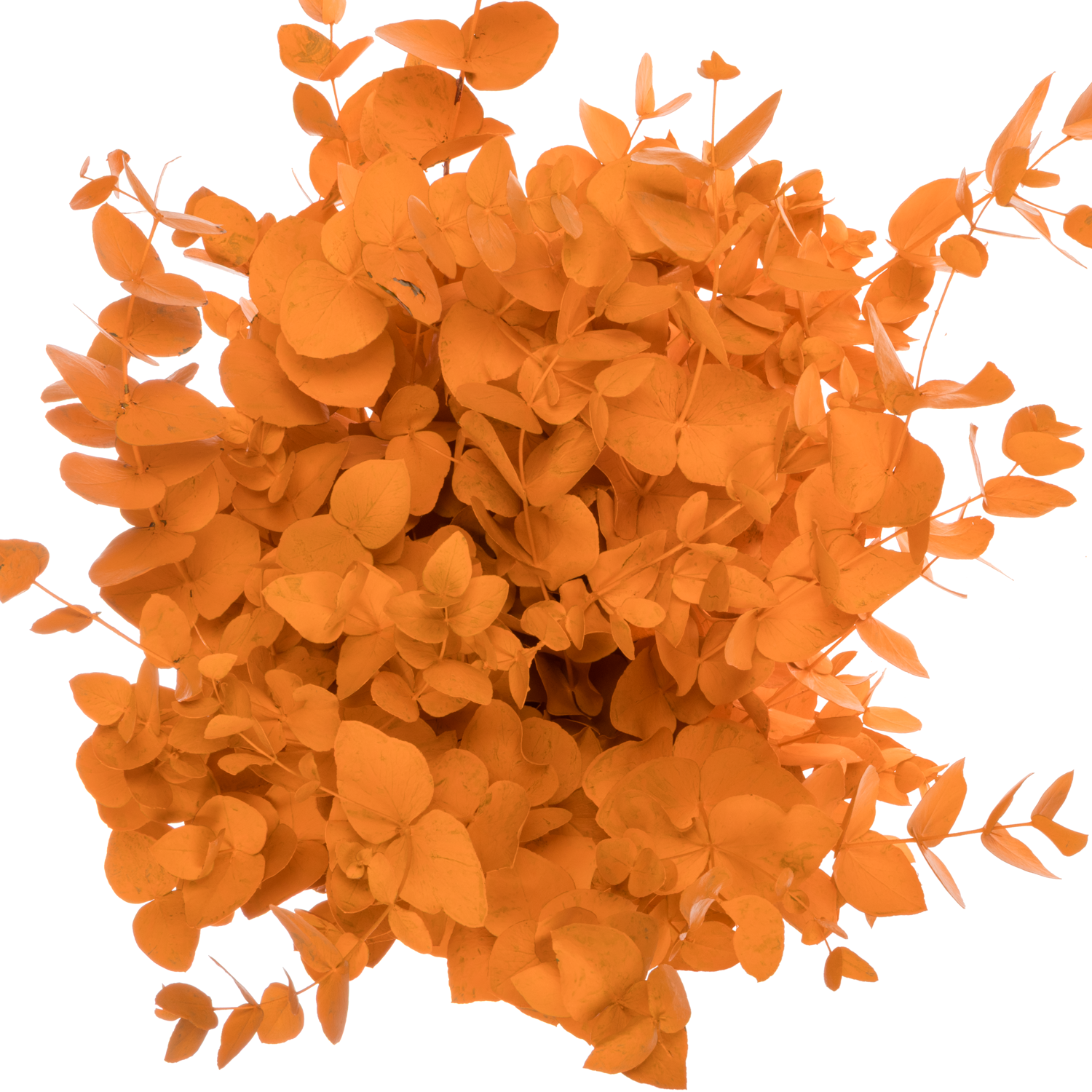 Populus orange gefärbt Cinerea 200 Gramm 65cm