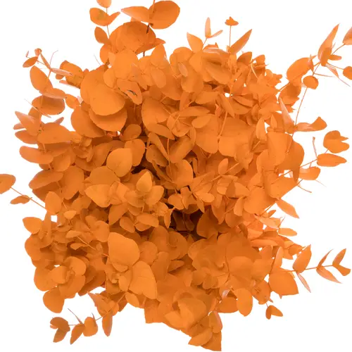 Populus orange gefärbt Cinerea 200 Gramm 65cm