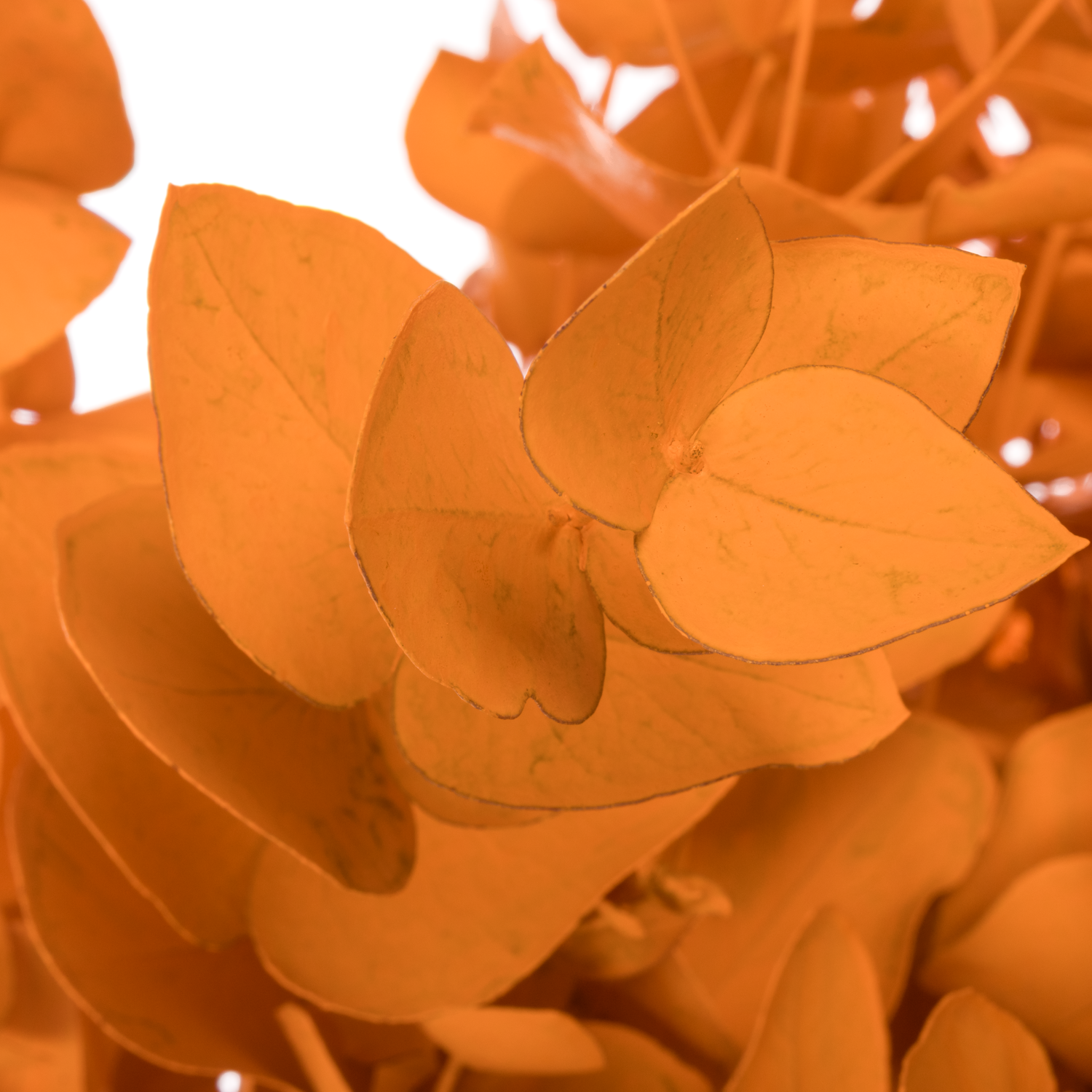 Populus orange gefärbt Cinerea 200 Gramm 65cm