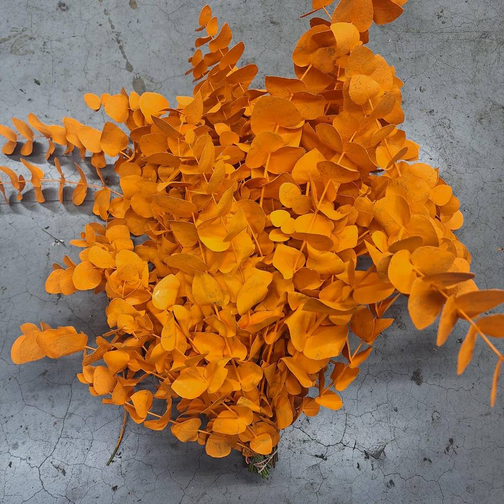 Populus orange gefärbt Cinerea 200 Gramm 65cm