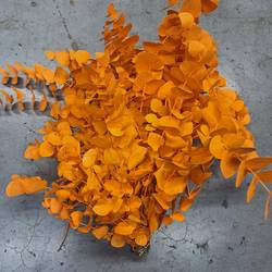 Populus orange gefärbt Cinerea 200 Gramm 65cm