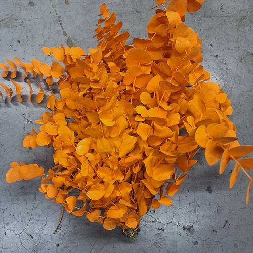 Populus orange gefärbt Cinerea 200 Gramm 65cm