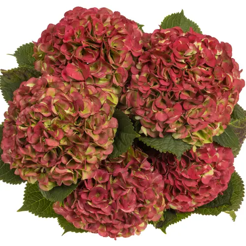 Hortensie dunkel rosa Vienna classic Bol 22cm 80cm