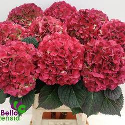 Hortensie dunkel rosa Vienna classic Bol 22cm 80cm