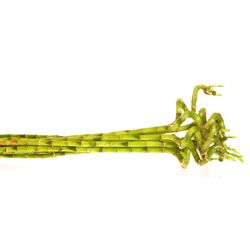Jungle Bamboe grün Lucky 90cm