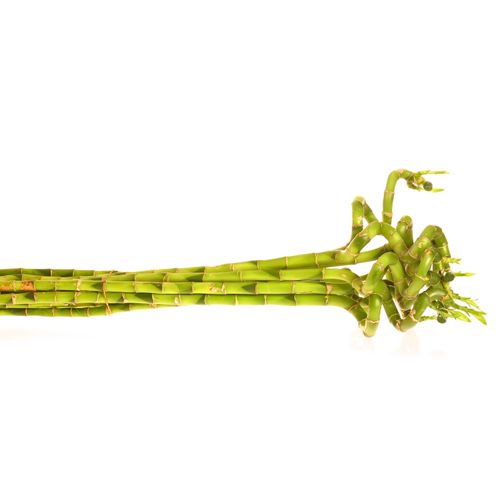 Jungle Bamboe grün Lucky 90cm