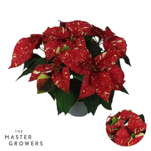 Poinsettia rot/creme Superba Glitzer 5+Blüte T13 H030