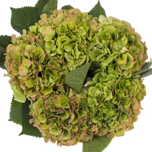 Hortensie grün/rosa Verena classic Bol 17cm 60cm