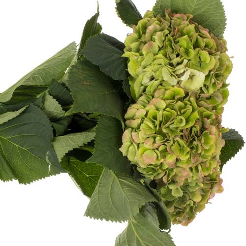 Hortensie grün/rosa Verena classic Bol 17cm 60cm