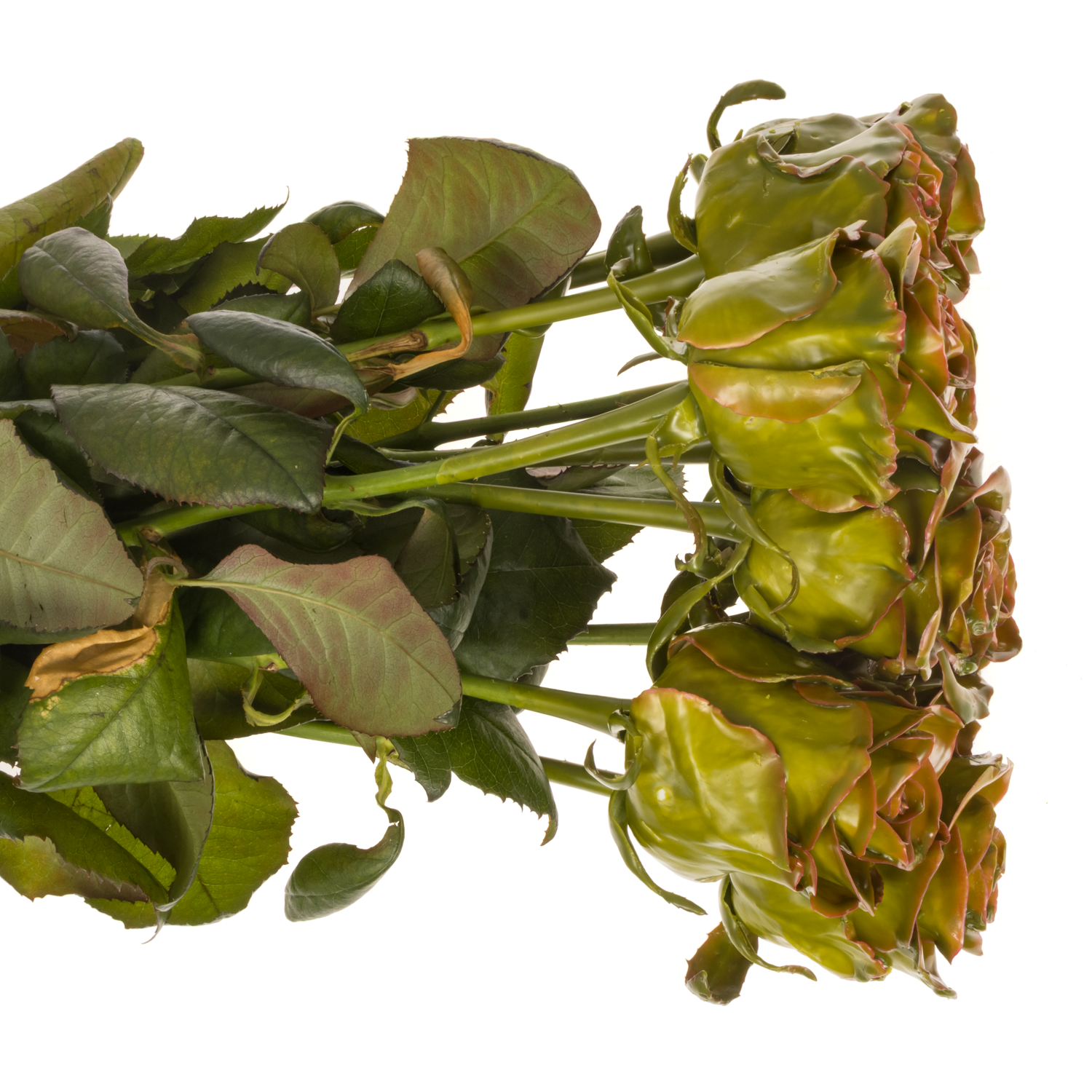 Rose grün/braun Wachs Classic Olive 60cm