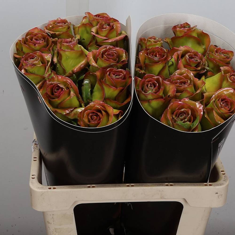 Rose grün/braun Wachs Classic Olive 60cm