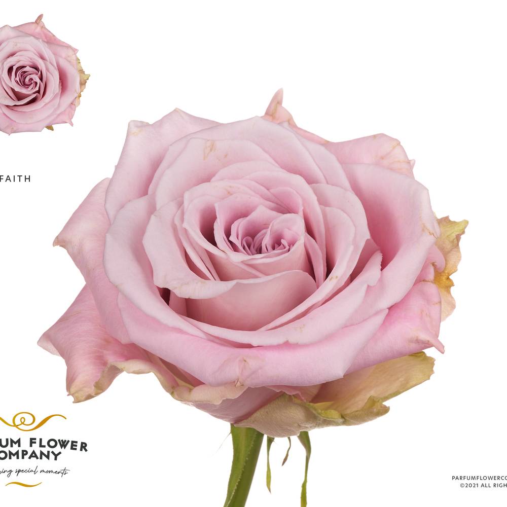 Rose hell rosa Faith 50cm