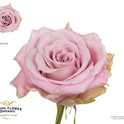 Rose hell rosa Faith 50cm