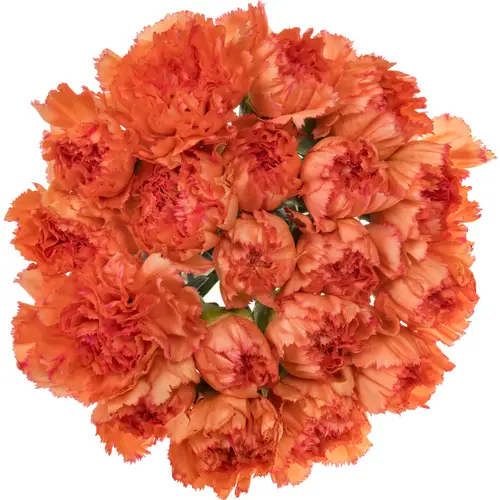 Nelke orange Goopy Geer 65cm