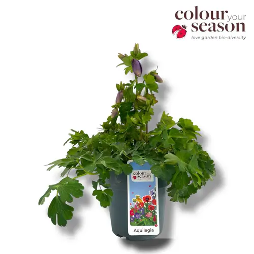 Aquilegia lila Spring Magic T15 H040