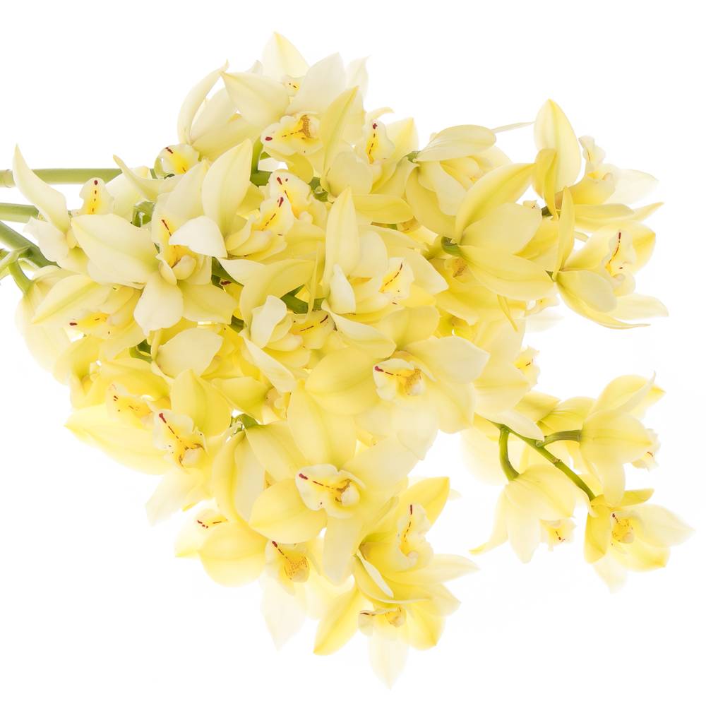 Mini Cymbidium creme Paddy 40cm 8+Blüte