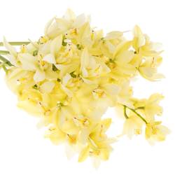 Mini Cymbidium creme Paddy 40cm 8+Blüte