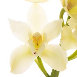 Mini Cymbidium creme Paddy 40cm 8+Blüte