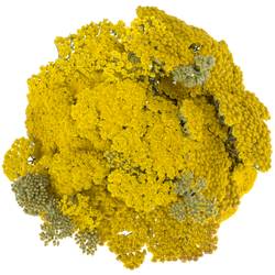 Achillea gelb Moonshine 35cm