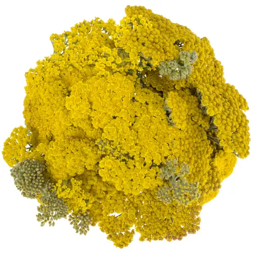 Achillea gelb Moonshine 35cm
